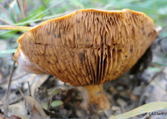 Austropaxillus