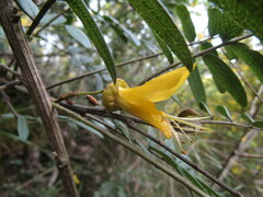 Sophora macrocarpa