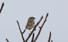 Sicalis taczanowskii