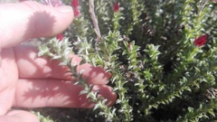 Achyranthemum recurvatum