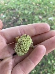 Maclura pomifera