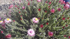 Achyranthemum recurvatum