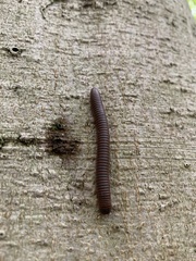 Cylindroiulus caeruleocinctus