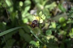 Ophrys