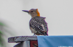 Melanerpes aurifrons