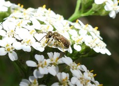 Halictus subauratus