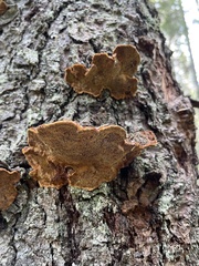 Phellinus chrysoloma