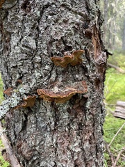 Phellinus chrysoloma