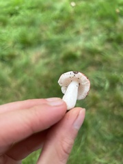 Russula emetica