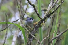 Polioptila bilineata