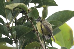 Phyllomyias griseiceps