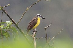 Megarynchus pitangua