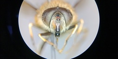 Eristalis bogotensis