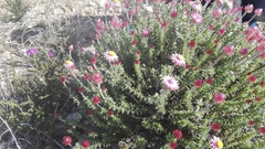 Achyranthemum recurvatum