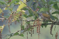 Saltator maximus