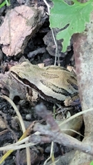 Pseudacris triseriata