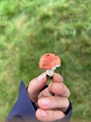 Russula emetica