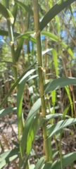 Arundo donax