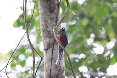 Trogon collaris