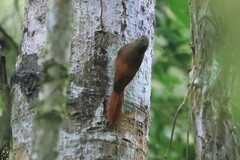 Sittasomus griseicapillus