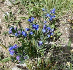 Mertensia