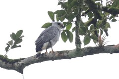 Buteo nitidus