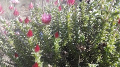 Achyranthemum recurvatum