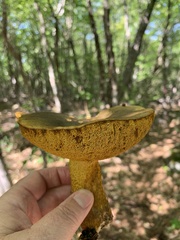 Retiboletus