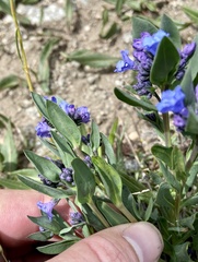 Mertensia