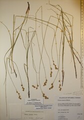 Carex echinodes