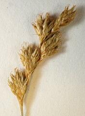 Carex echinodes