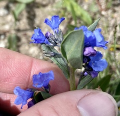 Mertensia