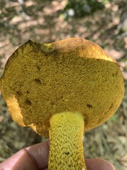 Retiboletus