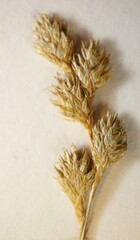 Carex echinodes