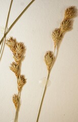 Carex echinodes