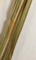 Carex echinodes