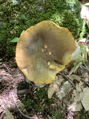 Retiboletus