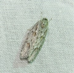 Phylomictis sarcinopa