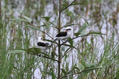 Fluvicola nengeta