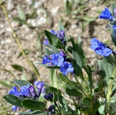 Mertensia