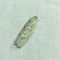 Phylomictis sarcinopa