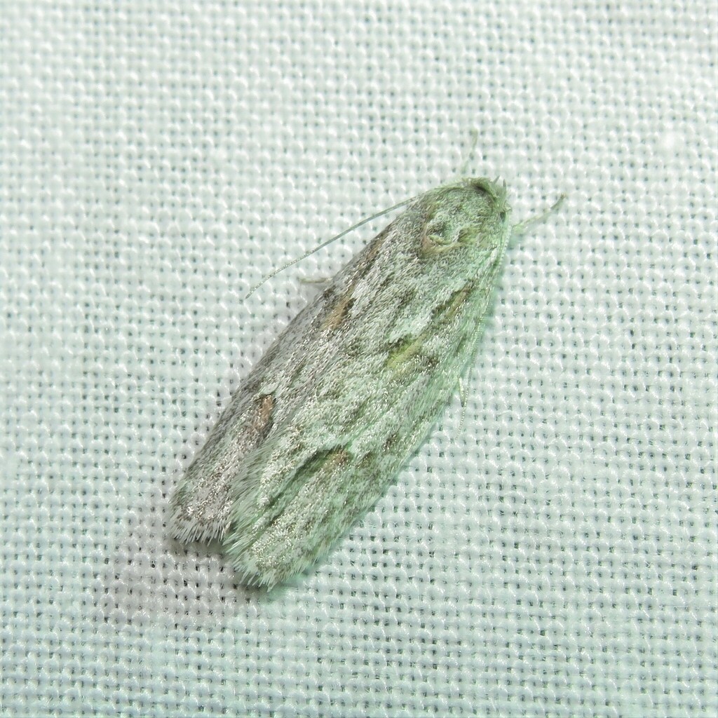 Phylomictis sarcinopa