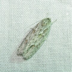 Phylomictis sarcinopa