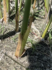 Schoenoplectus acutus