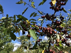Malus coronaria