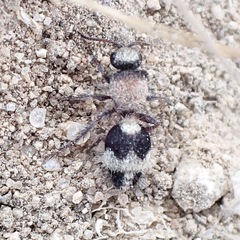 Dasylabris lugubris