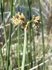 Schoenoplectus acutus