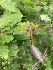 Libellula fulva