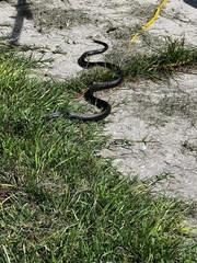 Coluber constrictor priapus