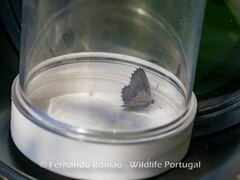 Pseudophilotes panoptes